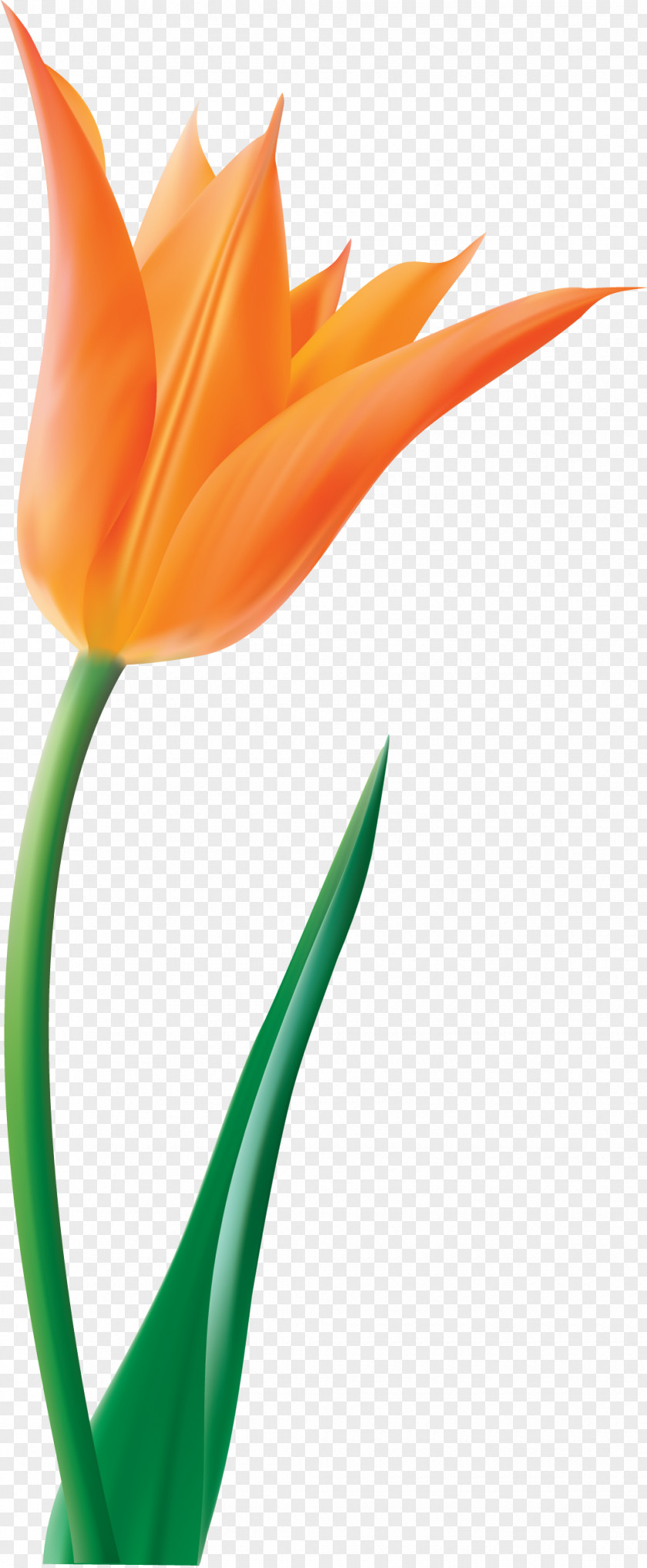 Picture Indira Gandhi Memorial Tulip Garden Flower Clip Art PNG