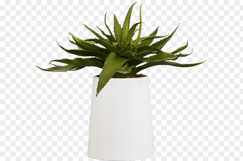 Plants Aloe Vera Succulent Plant Houseplant Indoor PNG