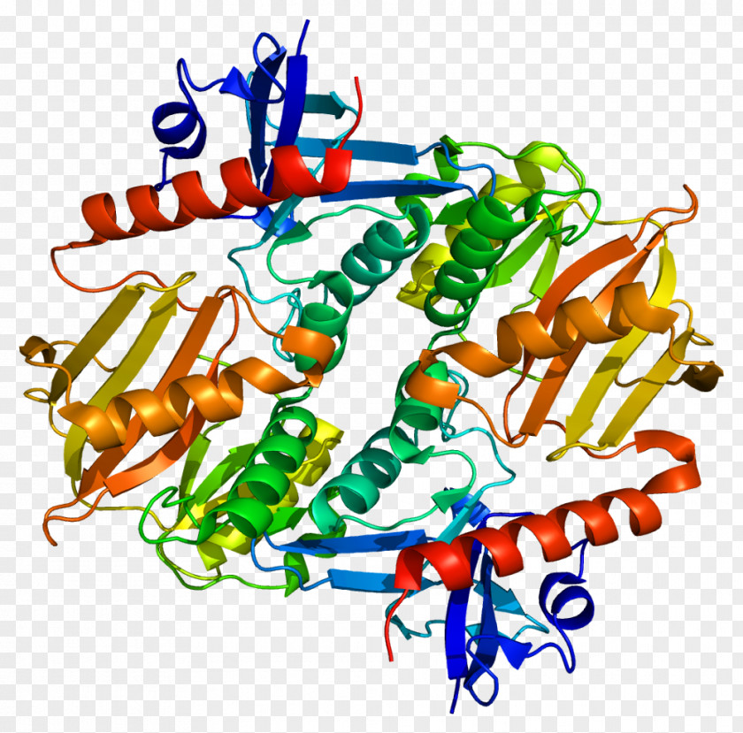 Synaptic Vesicle Synapsin 2 I Protein Gene PNG