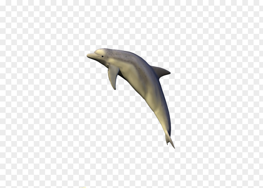 Delfines Common Bottlenose Dolphin Short-beaked Tucuxi Rough-toothed Porpoise PNG