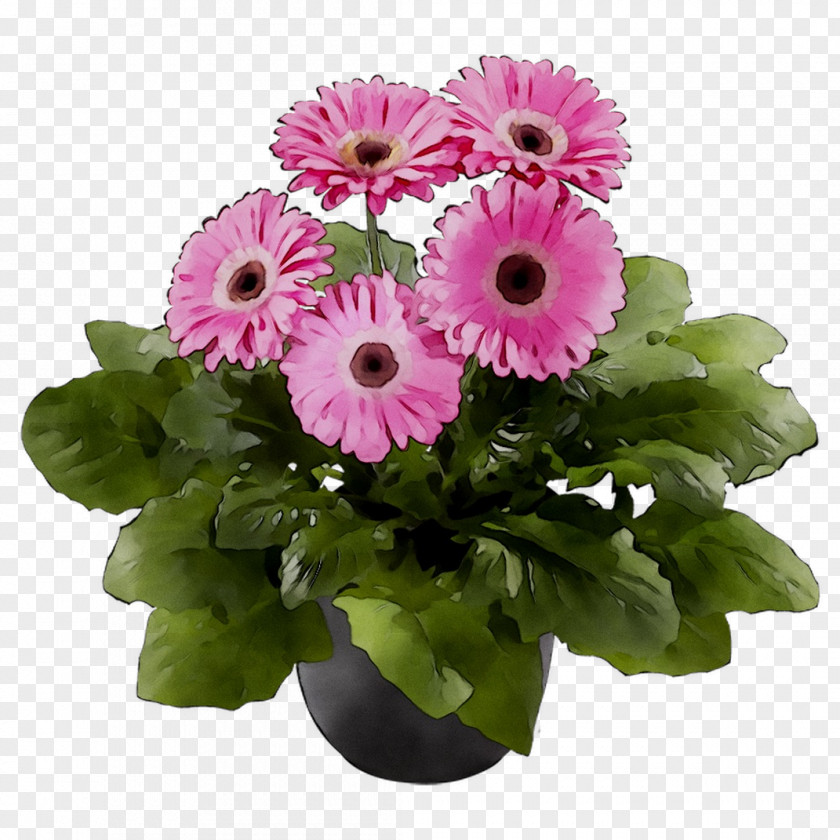 Floral Design Cut Flowers Transvaal Daisy Chrysanthemum PNG