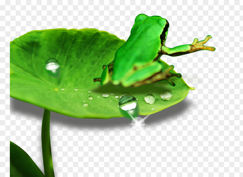Frog Leaf PNG