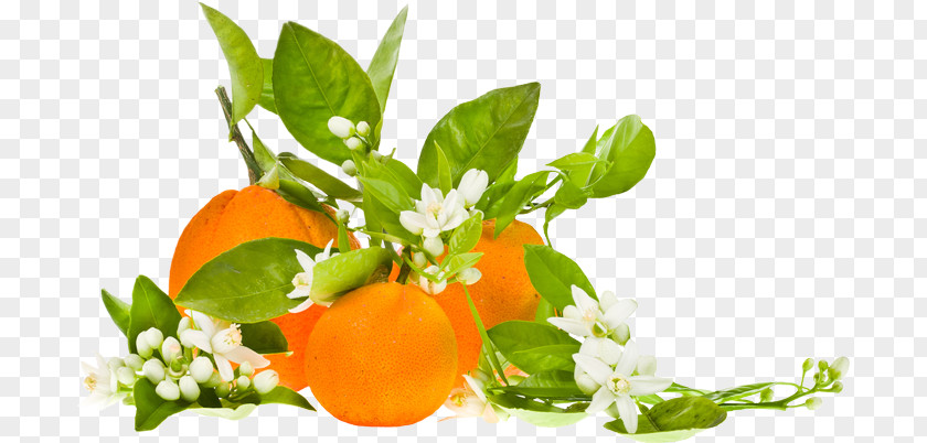 Orange Clementine Blossom Organic Food Bitter PNG