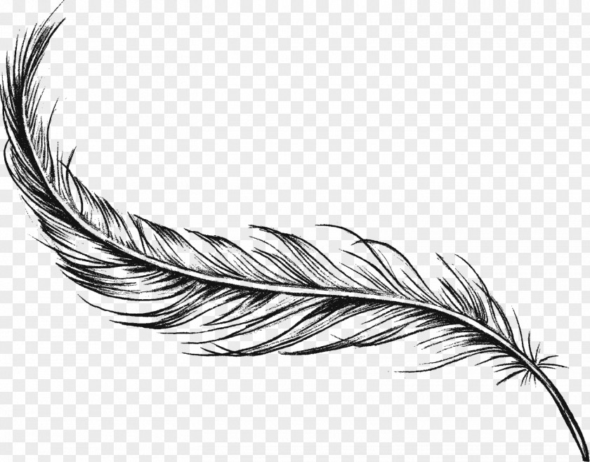 Raw Ingredients Feather Drawing Art Charcoal PNG