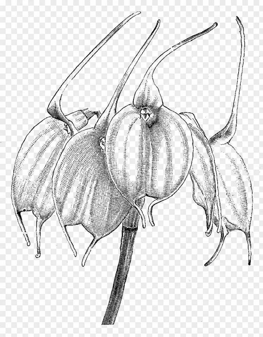 Flower Illustration Drawing Line Art Clip PNG