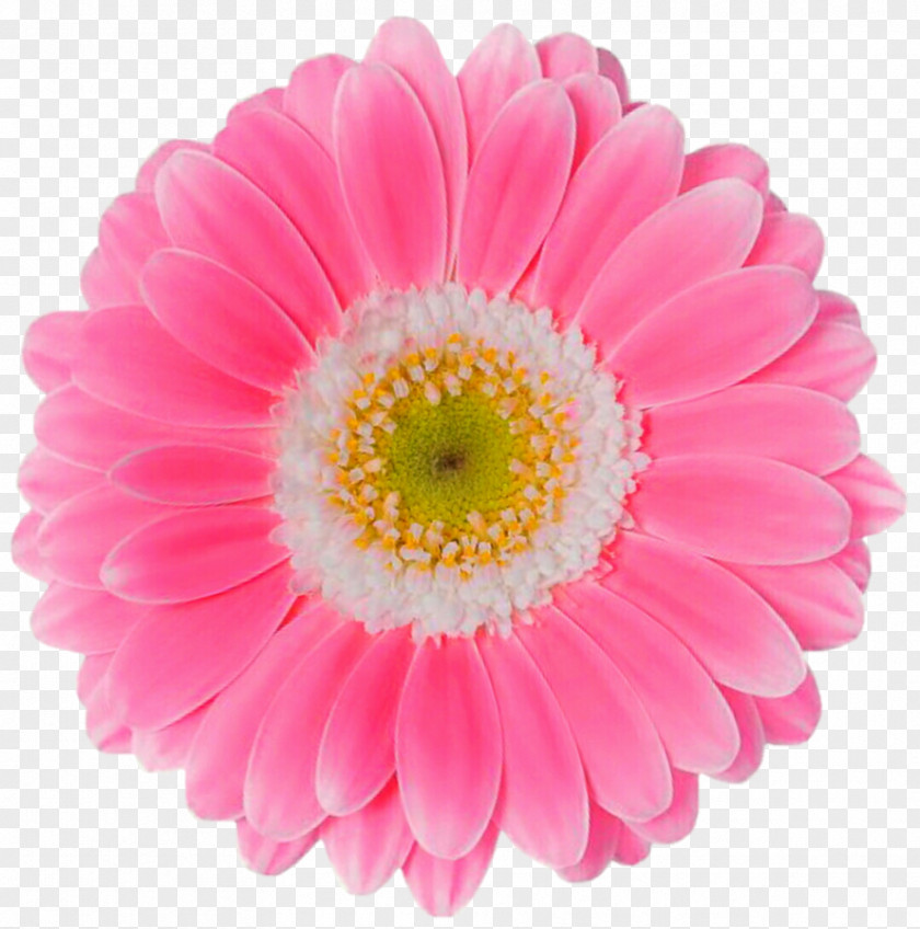 Gerbera Flower Transvaal Daisy Pink Common PNG