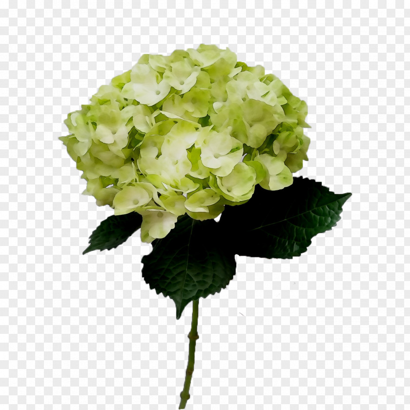 Hydrangea Cut Flowers Artificial Flower Annual Plant PNG