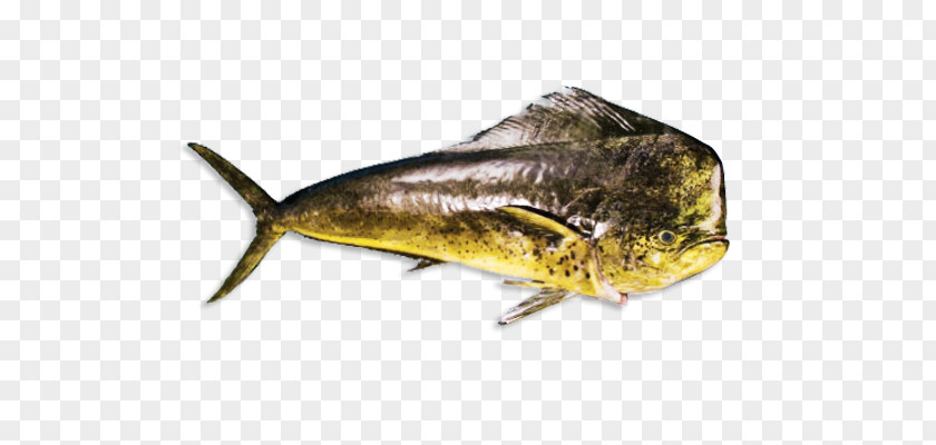 Mahi Sardine Mahi-mahi Oily Fish Escolar PNG