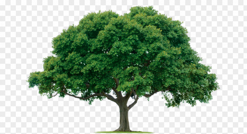 Tree Image, Free Download, Picture Pruning Planting Oak Transplanting PNG