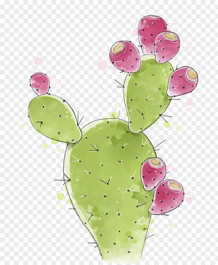 Cactus Hand Painted Cactaceae Barbary Fig Nopal PNG