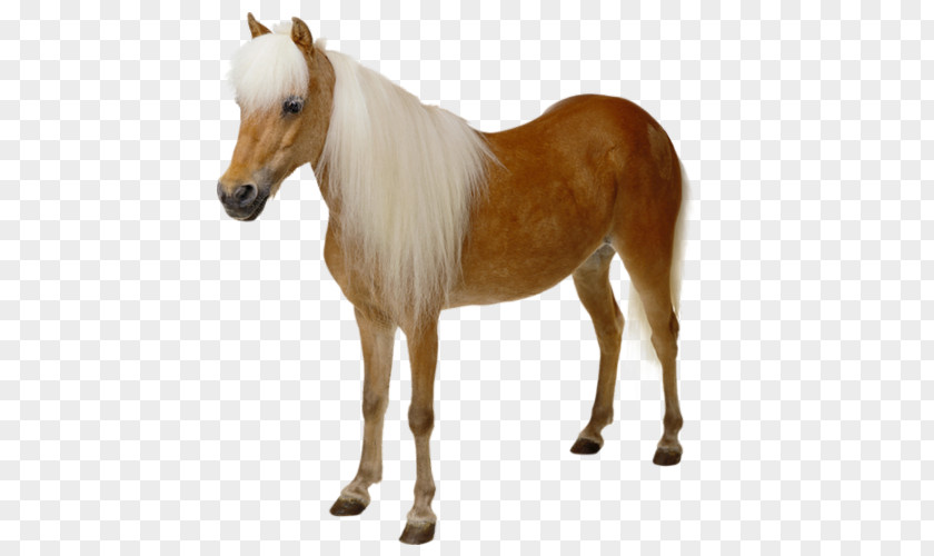 Horse Stock Photography Clip Art Pony Image PNG