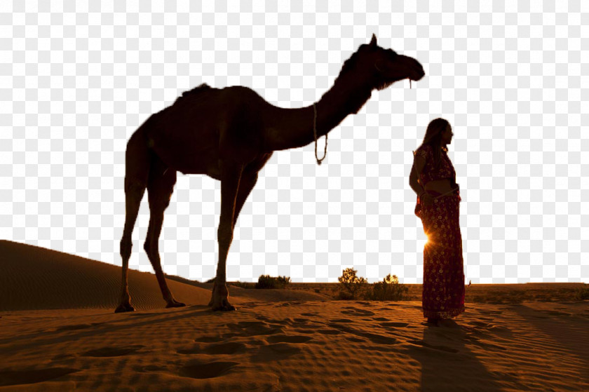 People Under Desert Camel Thar Bactrian Silhouette Sunset PNG