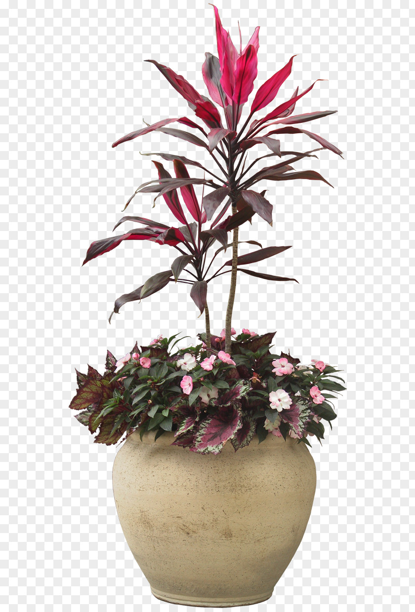 Plants Houseplant Tree PNG