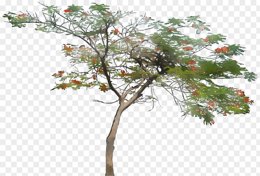 Twig Plane Architecture Tree PNG