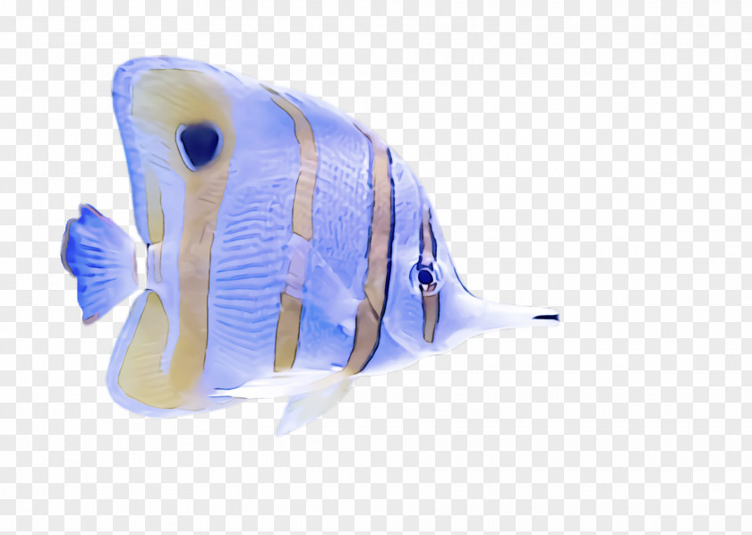 Aquarium Decor Holacanthus Fish Pomacanthidae Butterflyfish Pomacentridae PNG