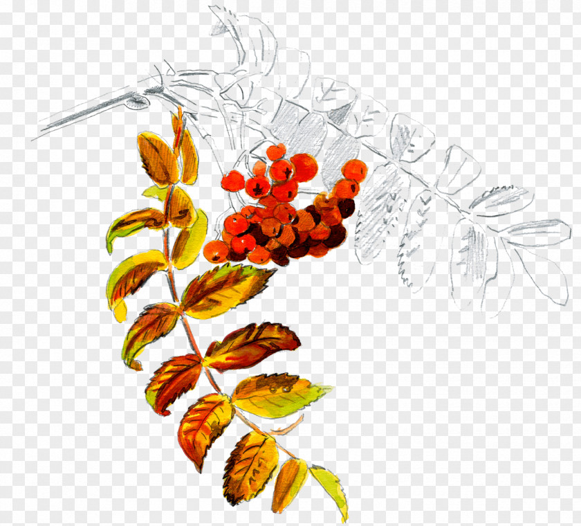Baies De Sorbier Fruit Leaf Clip Art Plant Stem Design PNG