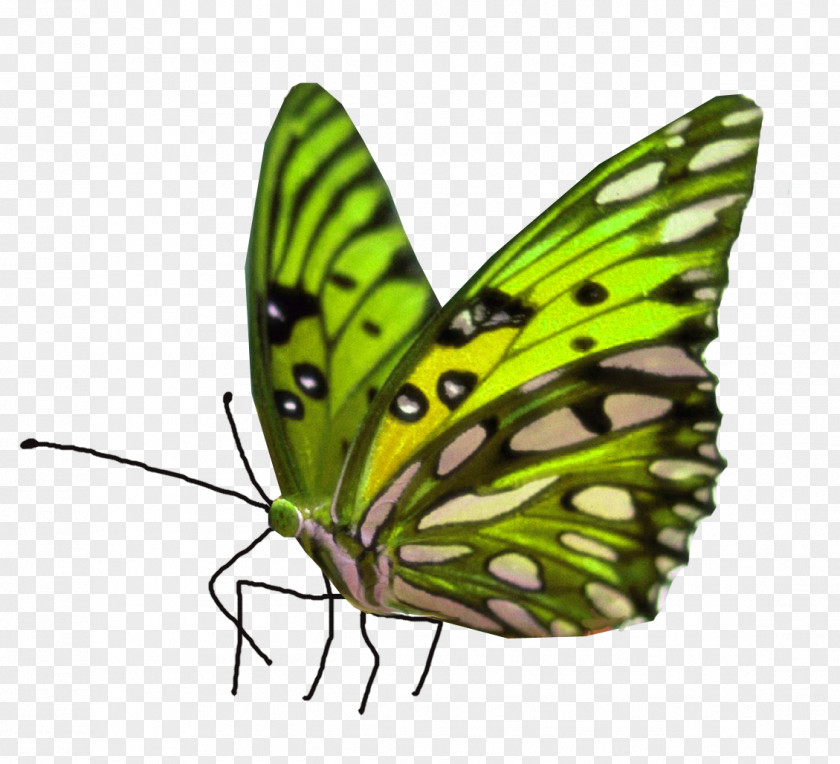 Butterfly Reverse Glass Painting Clip Art PNG