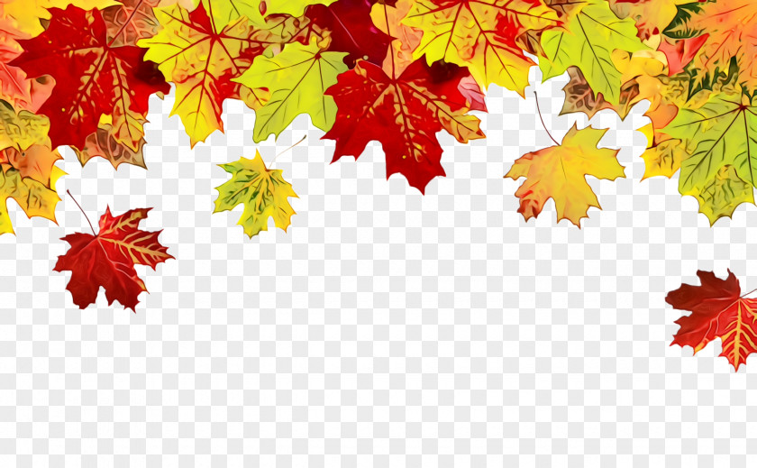 Deciduous Autumn Maple Leaf PNG