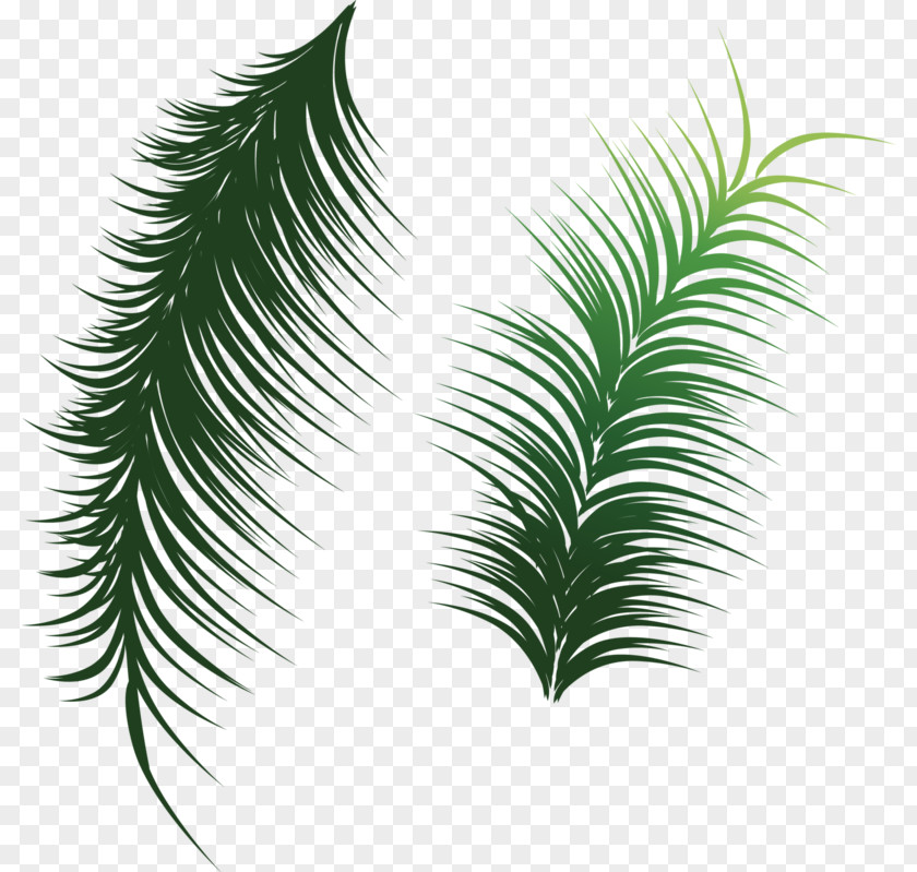 Green Coconut Leaves Arecaceae Leaf Clip Art PNG