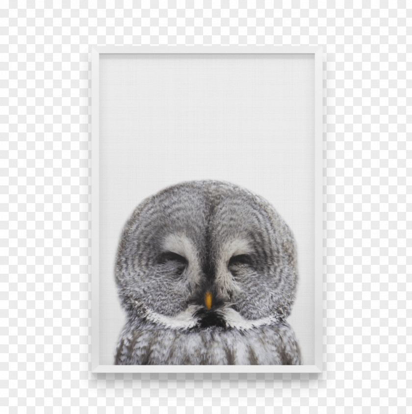Owl Canvas Print Bird Art PNG