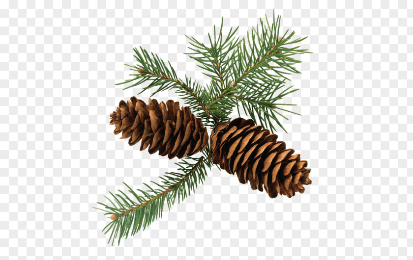Pinecones Fir Conifer Cone Clip Art Openclipart Spruce PNG