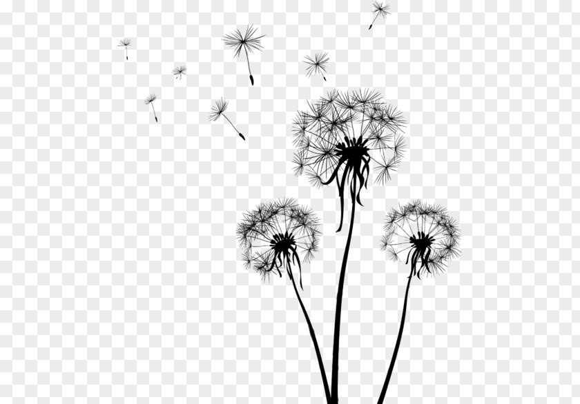 Wildflower Plant Stem Dandelion Flower Black-and-white PNG