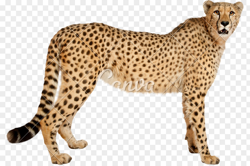 Cheetah Leopard Cat Jaguar Stock Photography PNG
