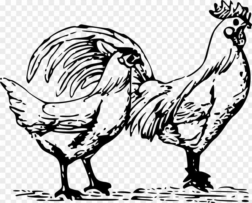 Chicken Drawing Clip Art PNG