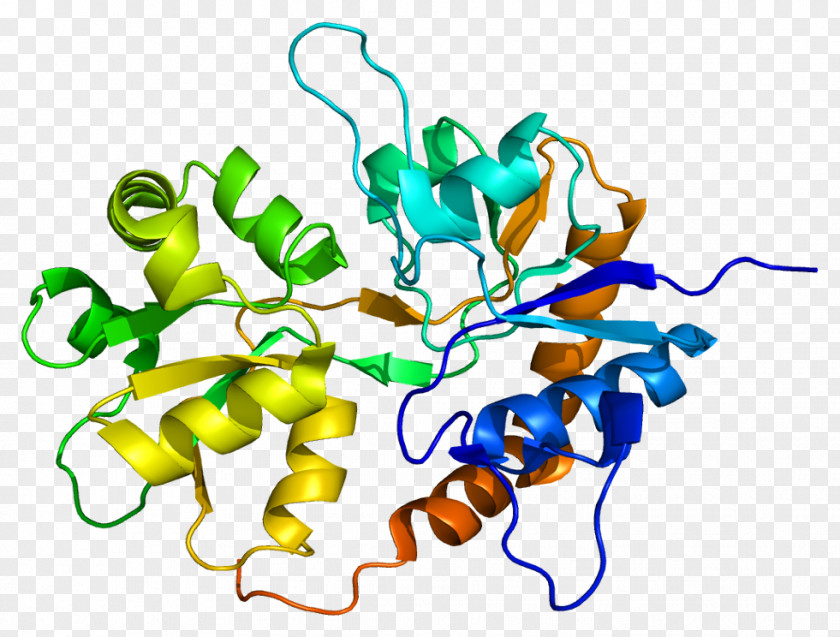 GRIK2 Ionotropic Glutamate Receptor Kainate GRIK5 PNG