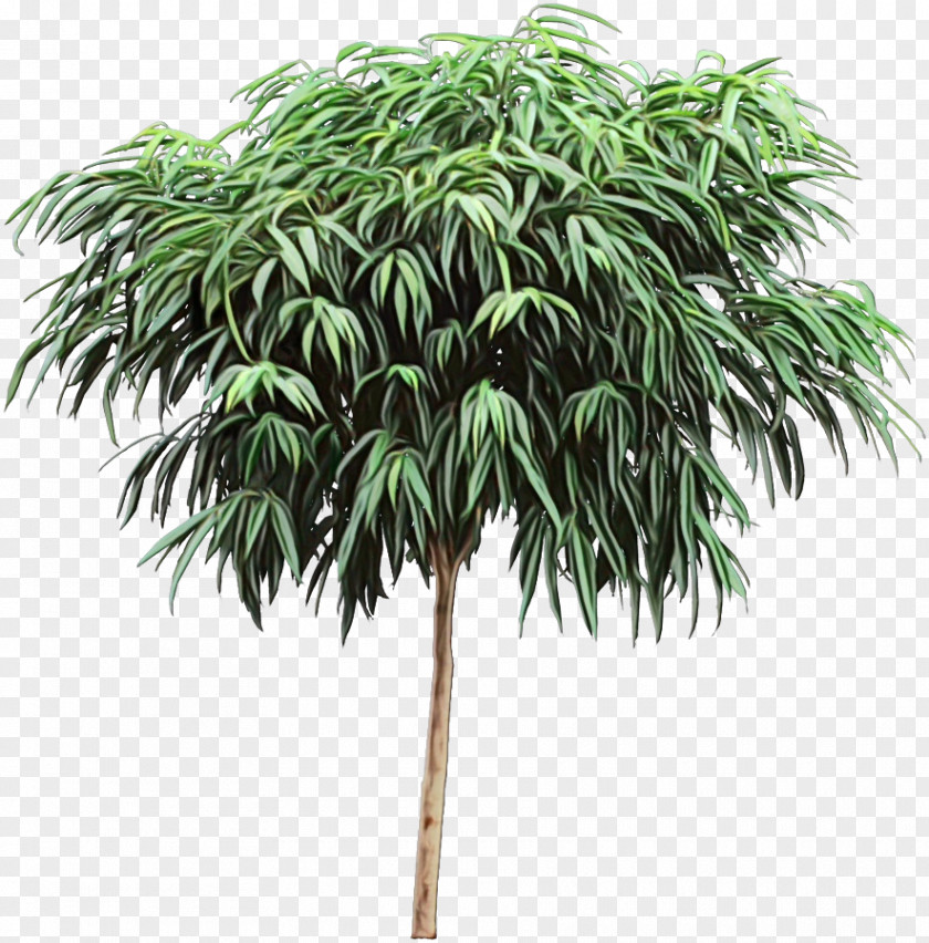 Terrestrial Plant Flower Cartoon Palm Tree PNG