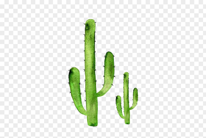 Cactus Sticker Art Cactaceae Succulent Plant Redbubble PNG