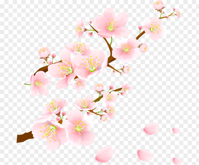 Cherry Blossom Paper PNG