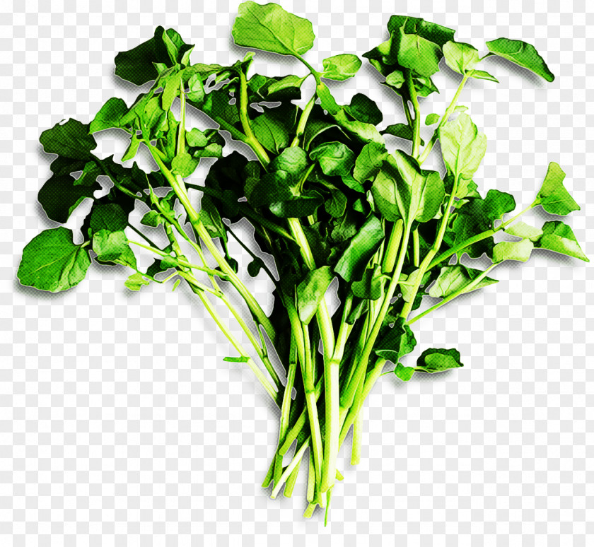Choy Sum Arugula Plant Vegetable Leaf Flower Herb PNG