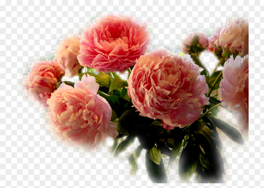 Flower Garden Roses Cut Flowers Cabbage Rose Petal PNG