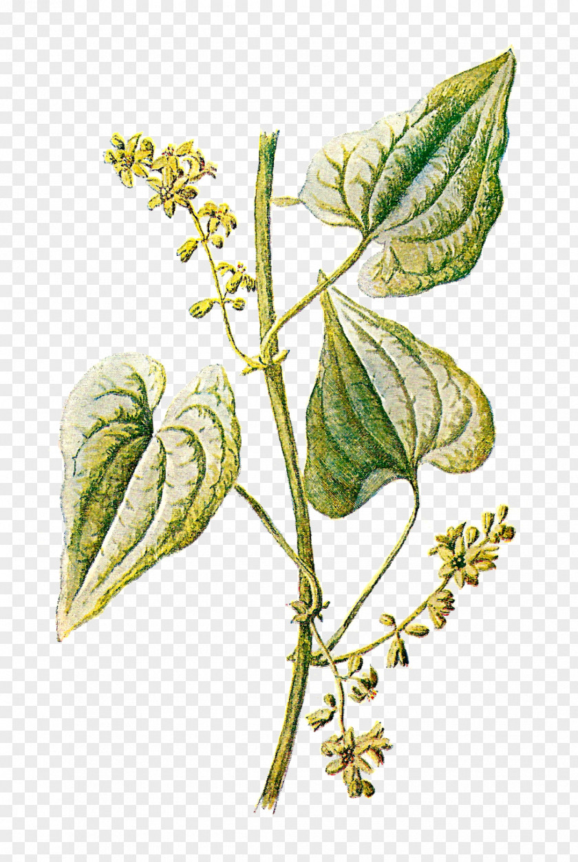 Herb Botany Botanical Illustration Plant Clip Art PNG