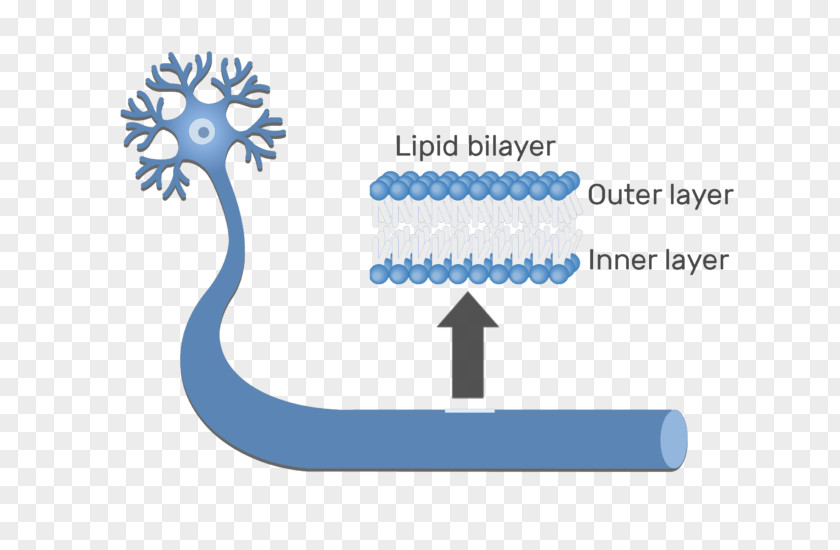 Lipid Bilayer Cell Membrane Lipids Biological PNG