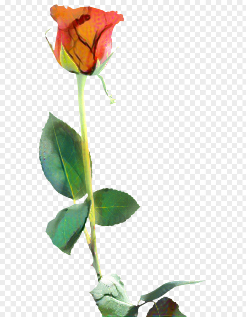 Rose Order Floribunda Valentines Day Background PNG