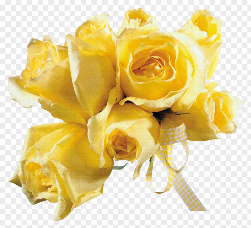 Yellow Rose Garden Roses Photography Beach PNG