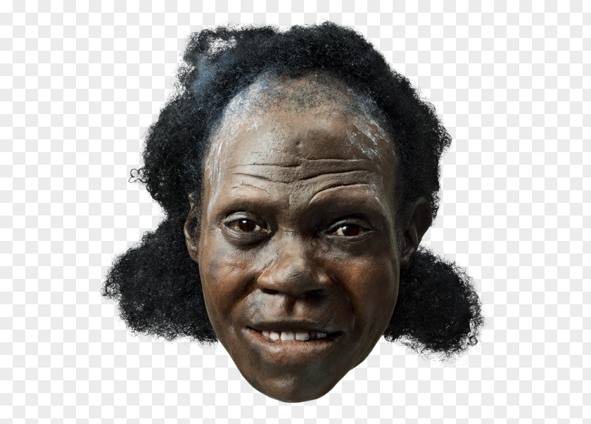 Human Aging Early Migrations Neandertal Anatomically Modern Flores Man Archaic Humans PNG