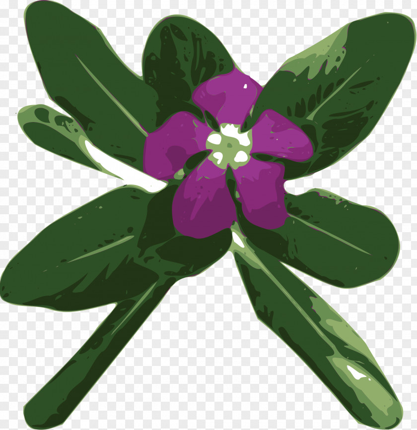 Periwinkle Vinca Major Minor Catharanthus Roseus Clip Art PNG