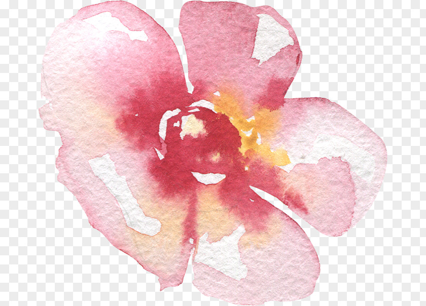 Rose Moth Orchids Cut Flowers Family Pink M PNG