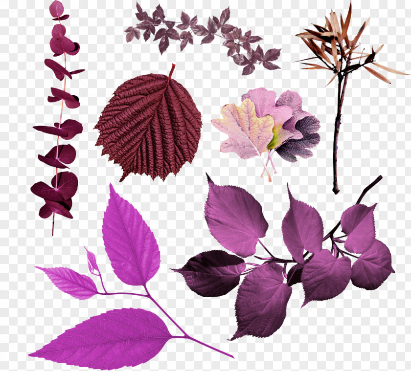 Violet Petal Flower Leaf PNG