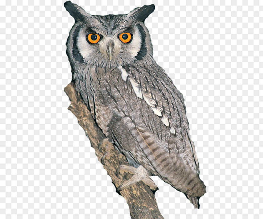 Chopped Great Grey Owl Bird Photobucket Beak PNG