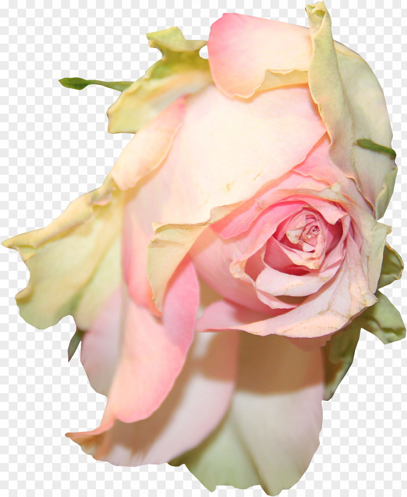 Pink Roses Garden Flower Centifolia Clip Art PNG