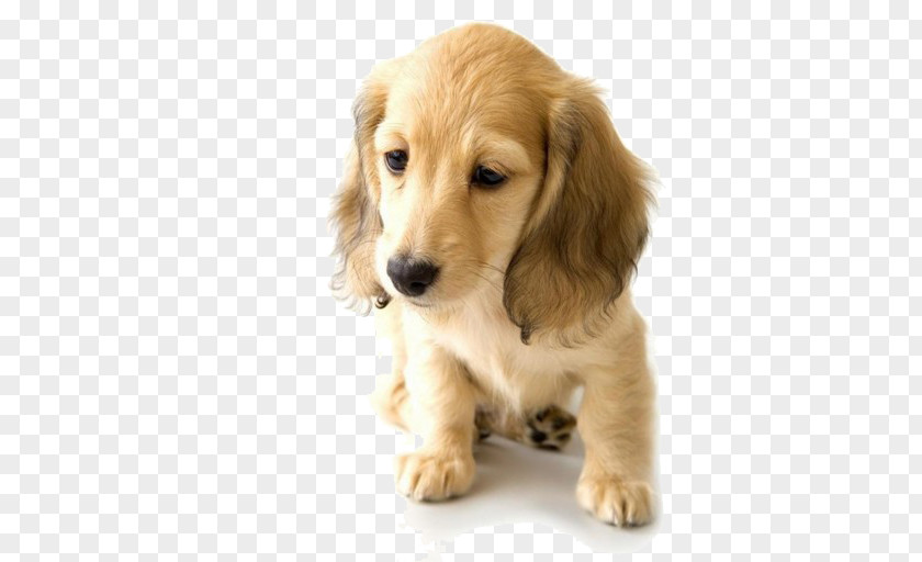 Sad Golden Retriever Puppy Dachshund World Animal Day Pet PNG