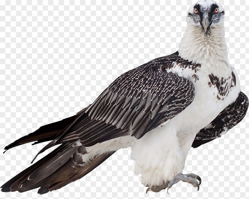 Bird Of Prey Bearded Vulture Clip Art PNG