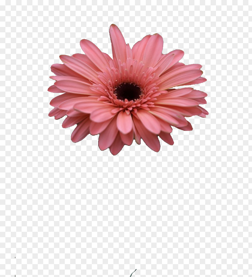 Gerbera Barberton Daisy Chrysanthemum Cut Flowers Naver Blog PNG
