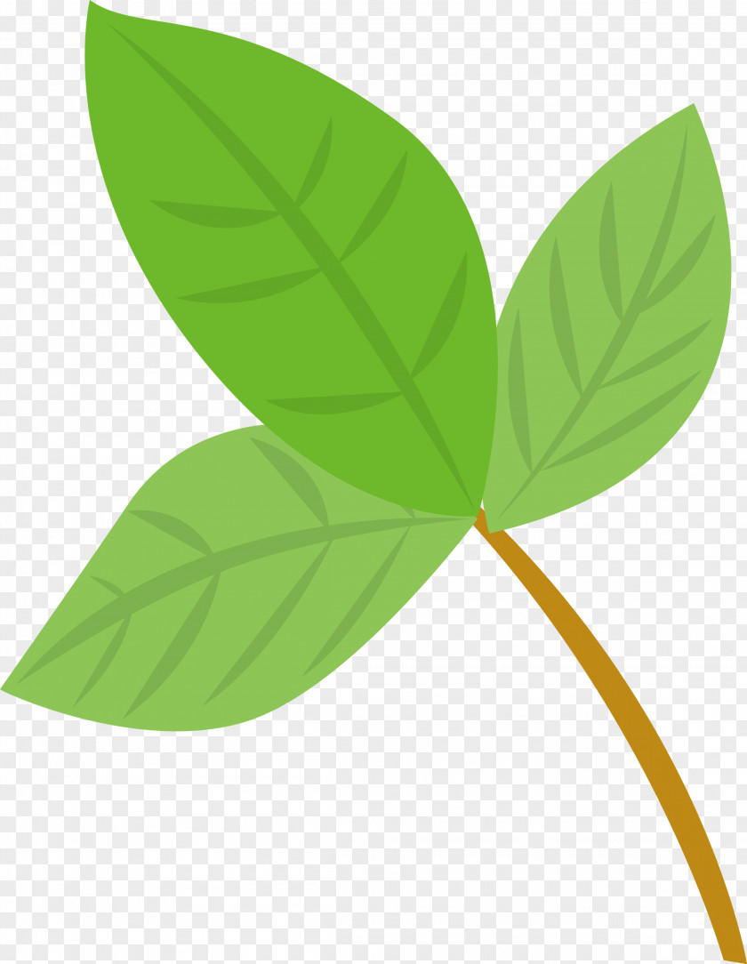 Leaf Green Plant Flower Anthurium PNG