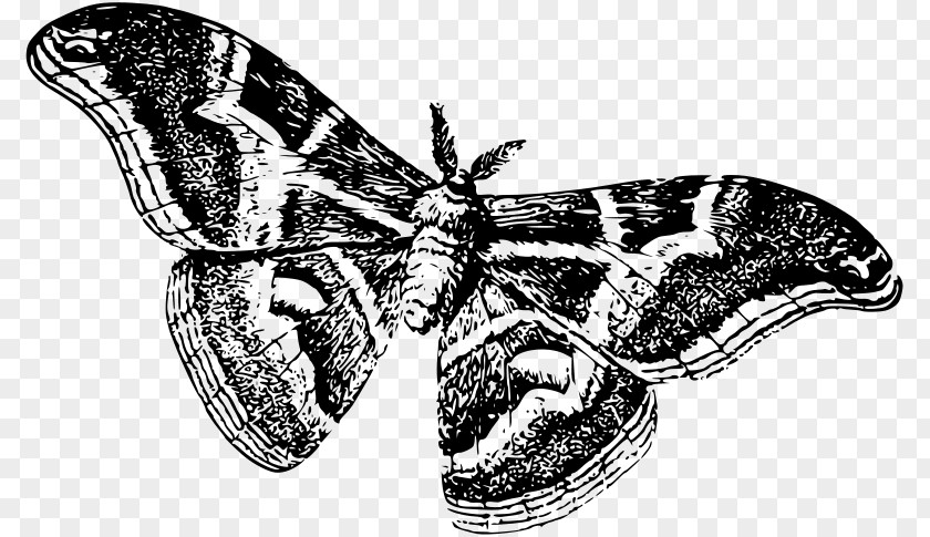 Moth Butterfly Silkworm Clip Art PNG