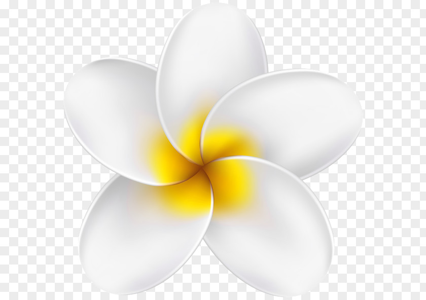 White Fragrant Flowers Of The Tropics Clip Art Image Desktop Wallpaper Transparency PNG